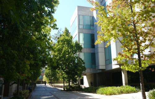 Tree lined walkway by UCLA Molecular Sciences Building.