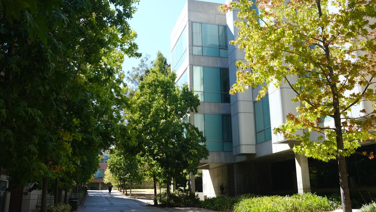 Tree lined walkway by UCLA Molecular Sciences Building.