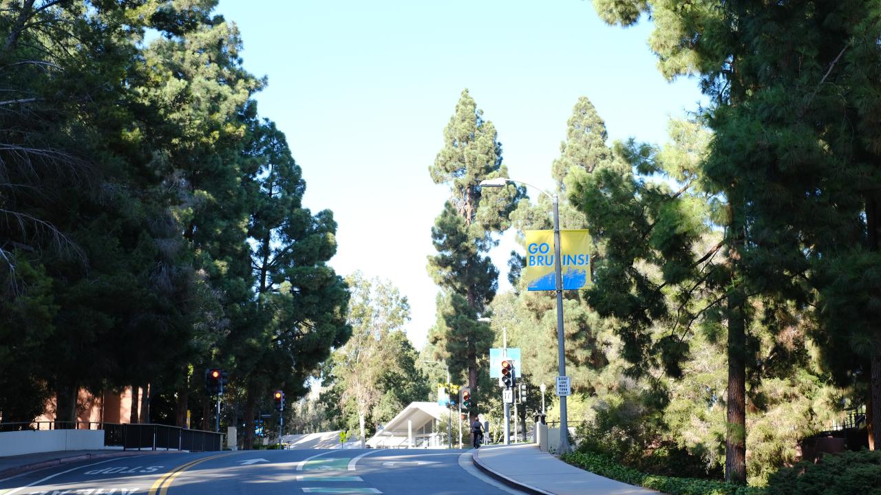 A winding road lined by evergreen trees.