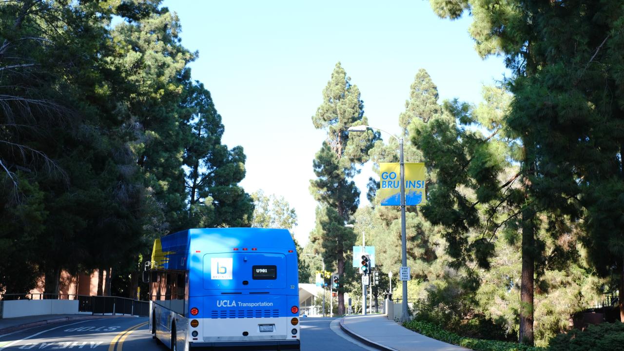 The back of a BruinBus going down a road lined with evergreen trees.
