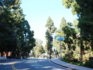 A winding road lined by evergreen trees.